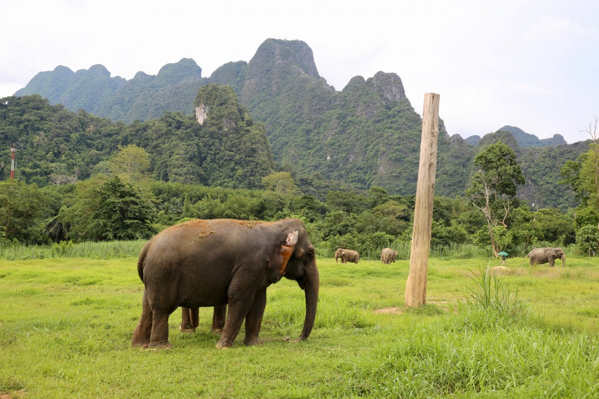 Elefanten – en omdebatterad jätte