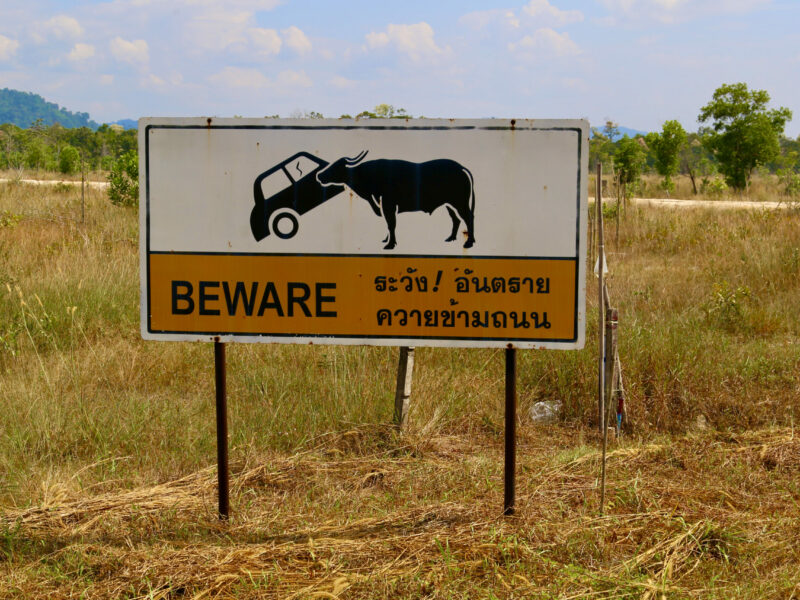 Inte mycke trafik på ön, men se upp för bufflarna